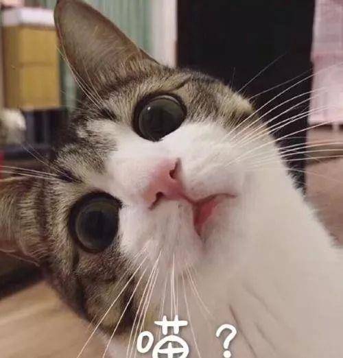 有猫用什么床上用品,有猫的家庭如何选择床上用品，舒适与安全的完美结合