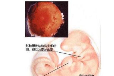 怀孕第一个月是什么反应,怀孕第一个月的反应，探索早期妊娠的征兆与体验