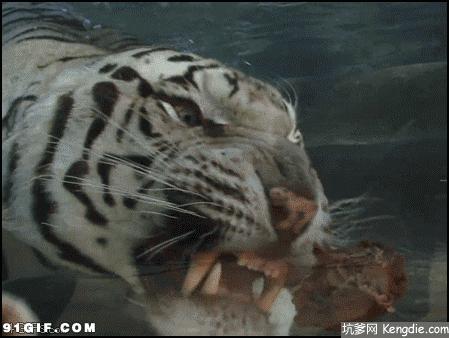 两个月的小猫咬人,两个月大的小猫，咬人行为探究