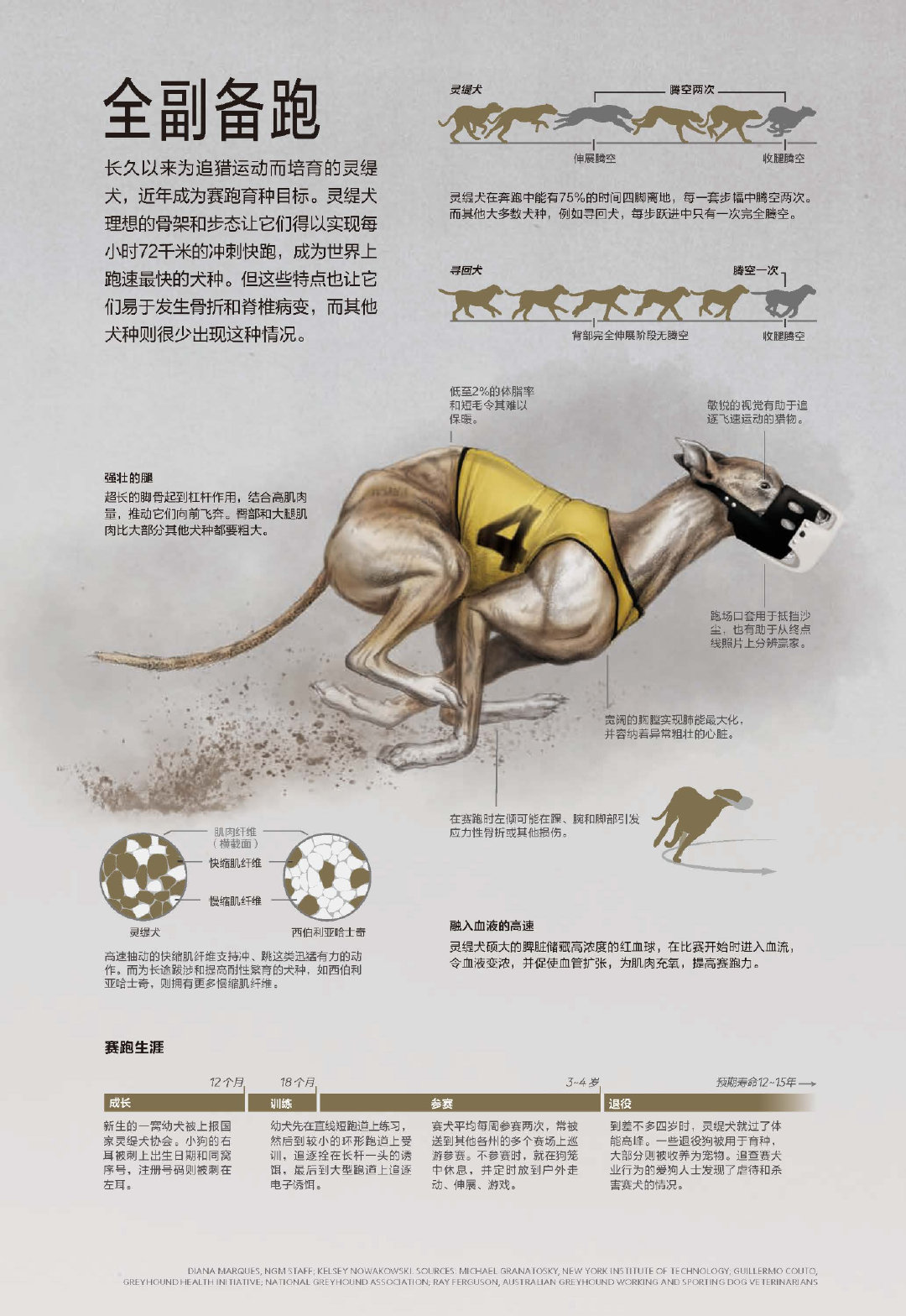 7777788888新版跑狗|能力释义解释落实,探索新版跑狗，能力释义与落实策略